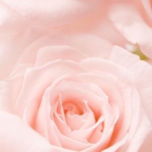 Meet your Posher, Emilie